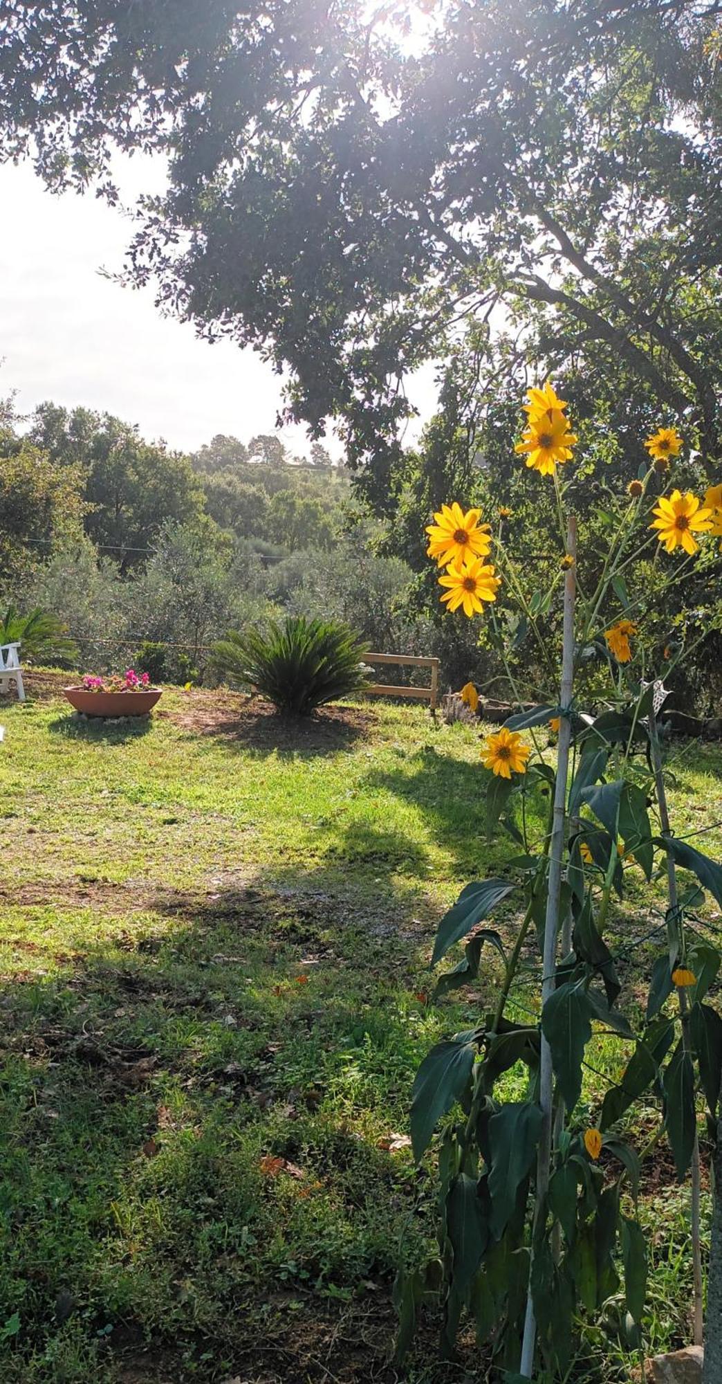 Casa In Maremma Lägenhet Montemerano Exteriör bild